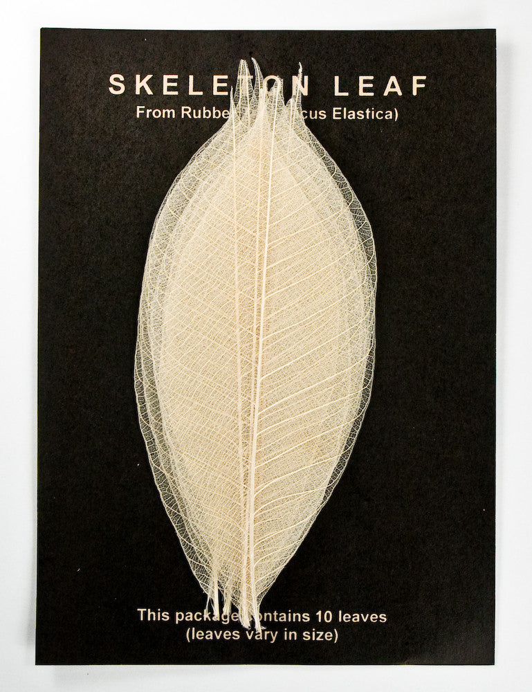 Rubber Tree Leaves - Natural